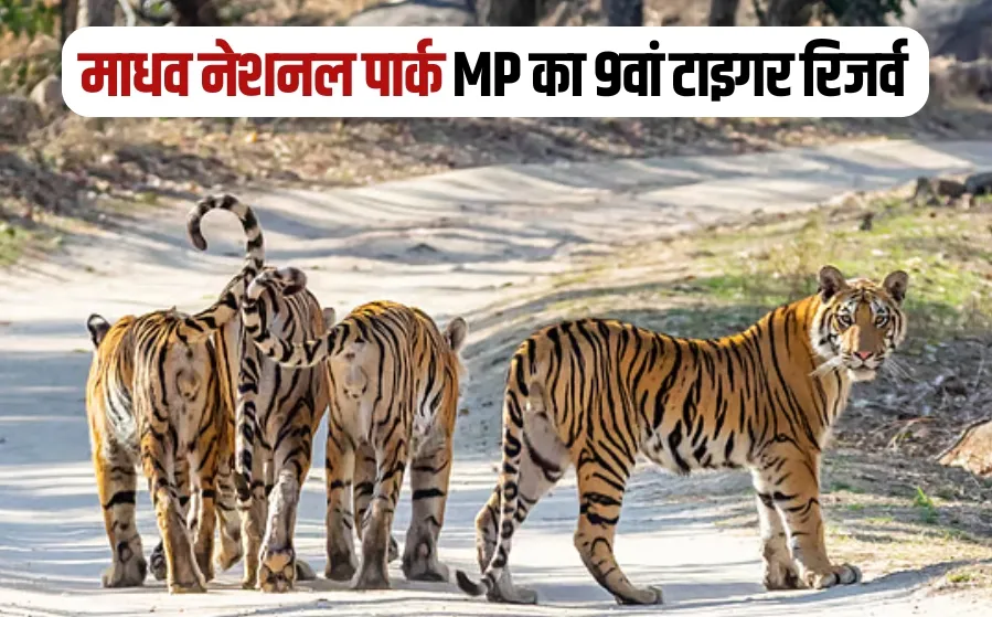 Madhav National Park Tiger Reserve