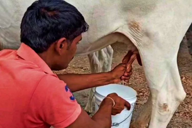 mp milk production