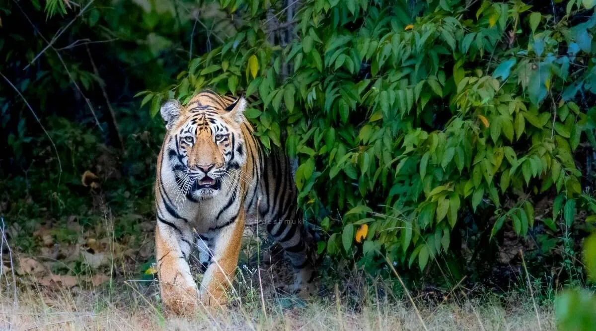 mp tigers