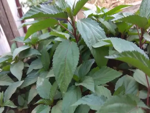 Chench Bhaji 