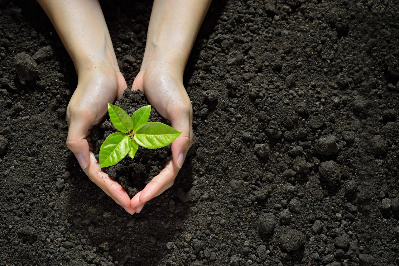 plantation hariyali amavasya