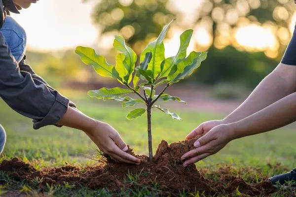 plantation up