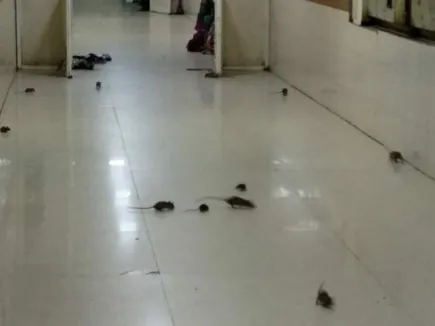 rats in my hospital indore