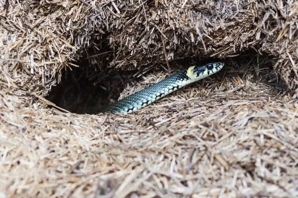Snakebite Awareness in Monsoon Chhattisgarh 