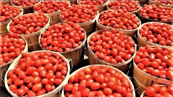 Low Cost High Profit Tomato Sauce Business Idea