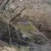 Vande Bharat Express Train Accident