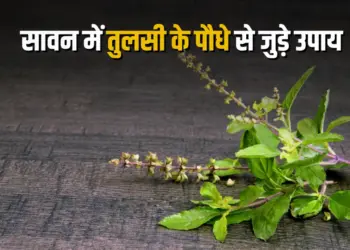 Vastu Tips for Tulsi