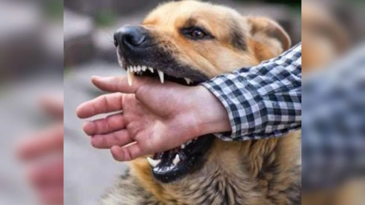 CG Pet Law